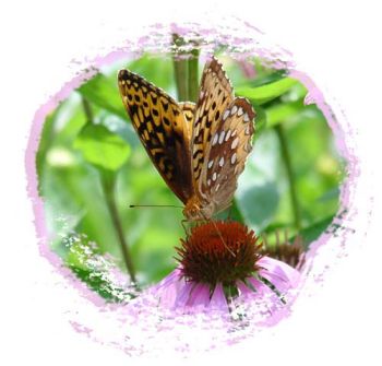 one of my butterfly pictures